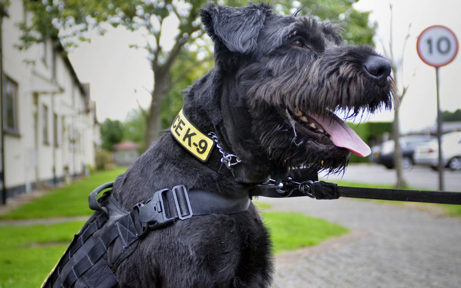 Giant schnauzer 2024 police dogs